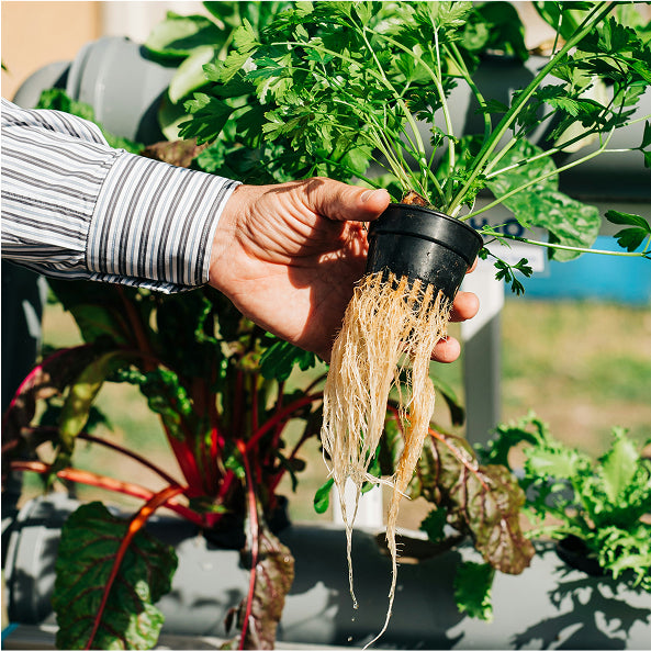 Kräuter und Gemüse erfolgreich ernten mit FYTA Gartensensor
