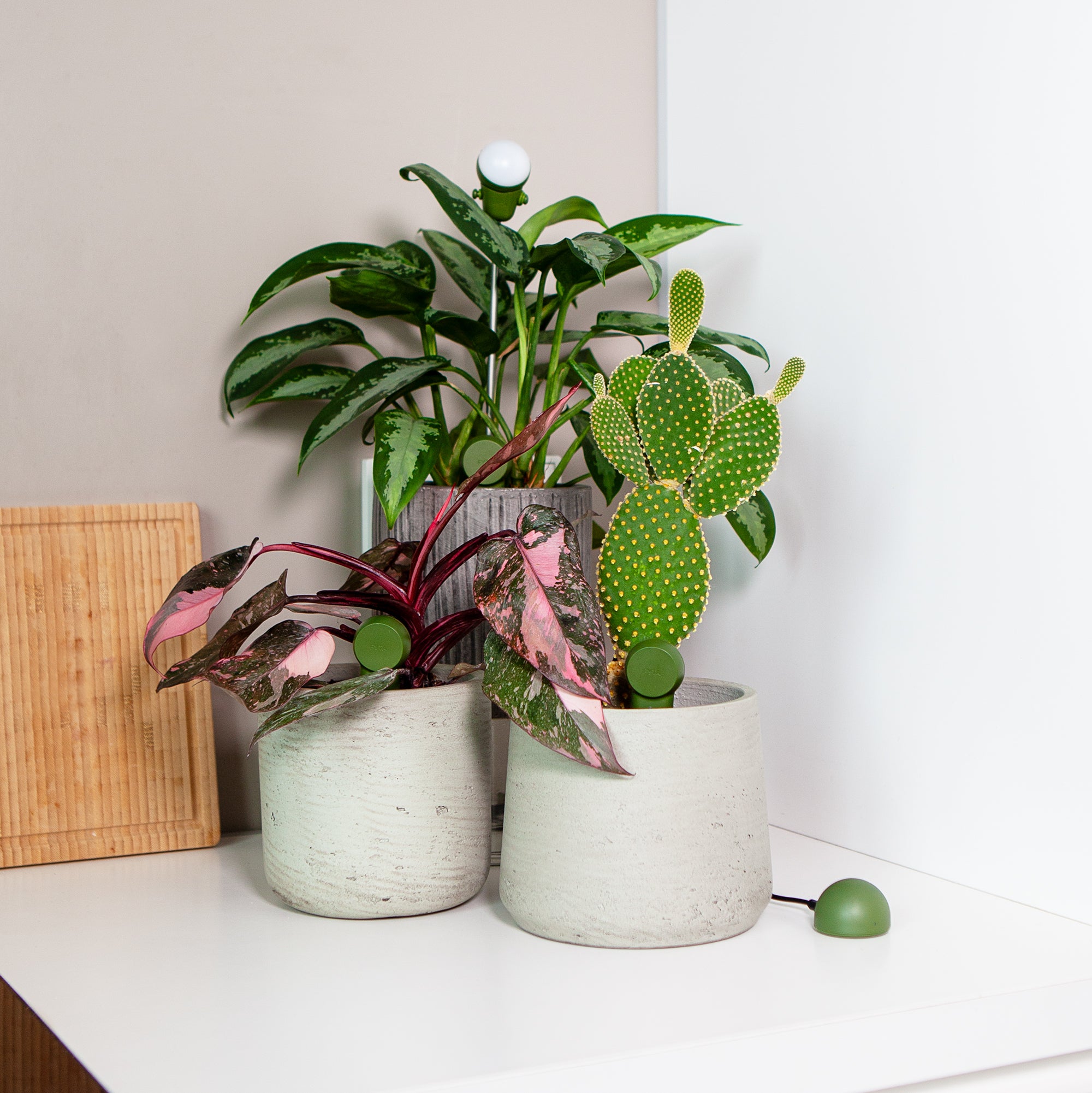 FYTA Grow Set