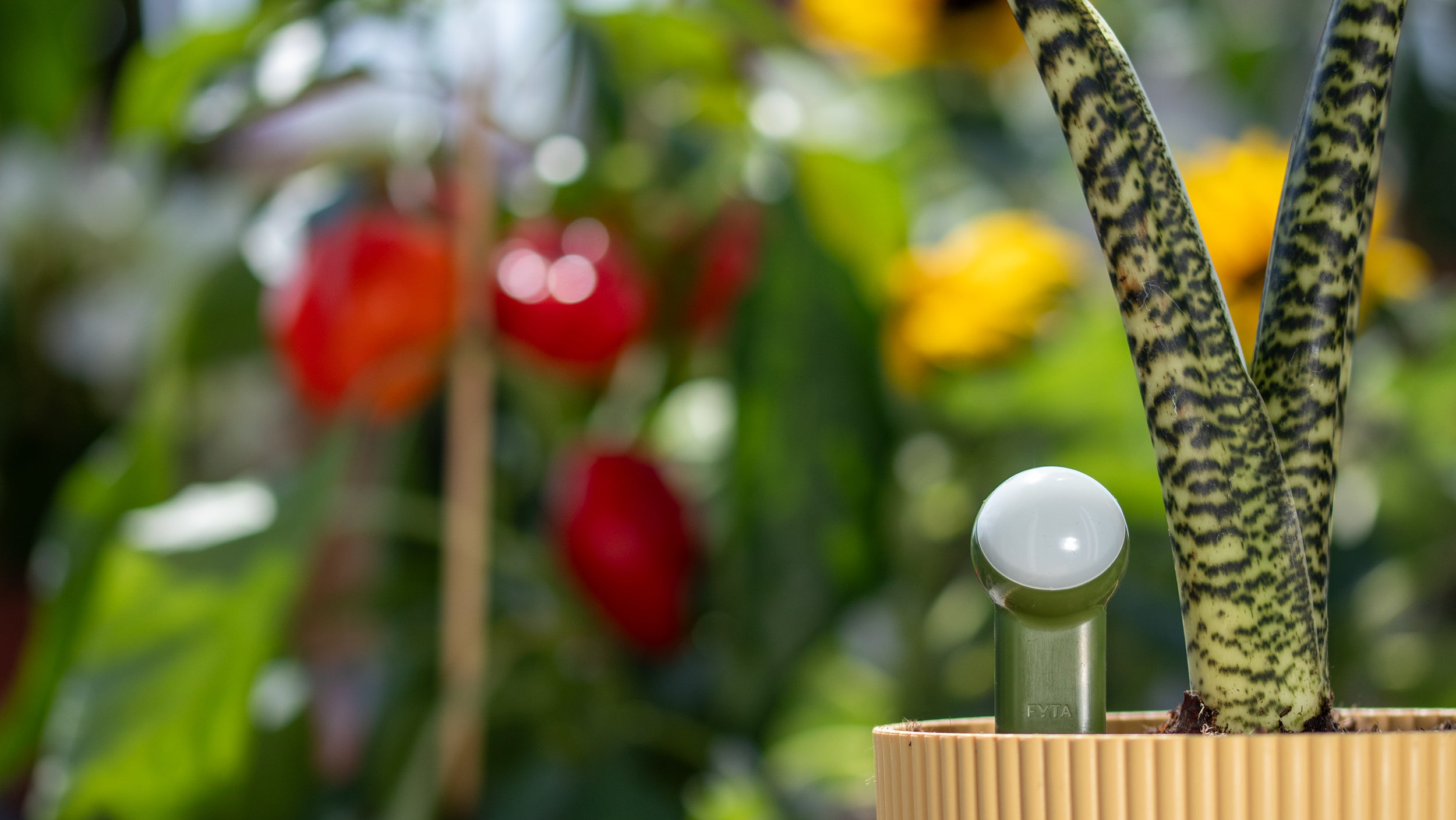 FYTA Beam Pflanzensensor im Blumentopf
