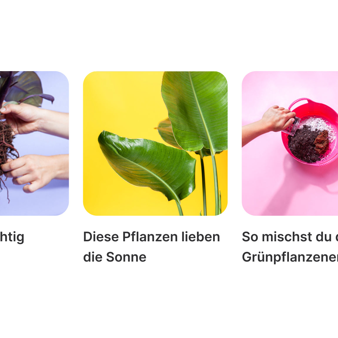 FYTA App Pflanzenwissen mit personalisierten Pflegeanleitungen