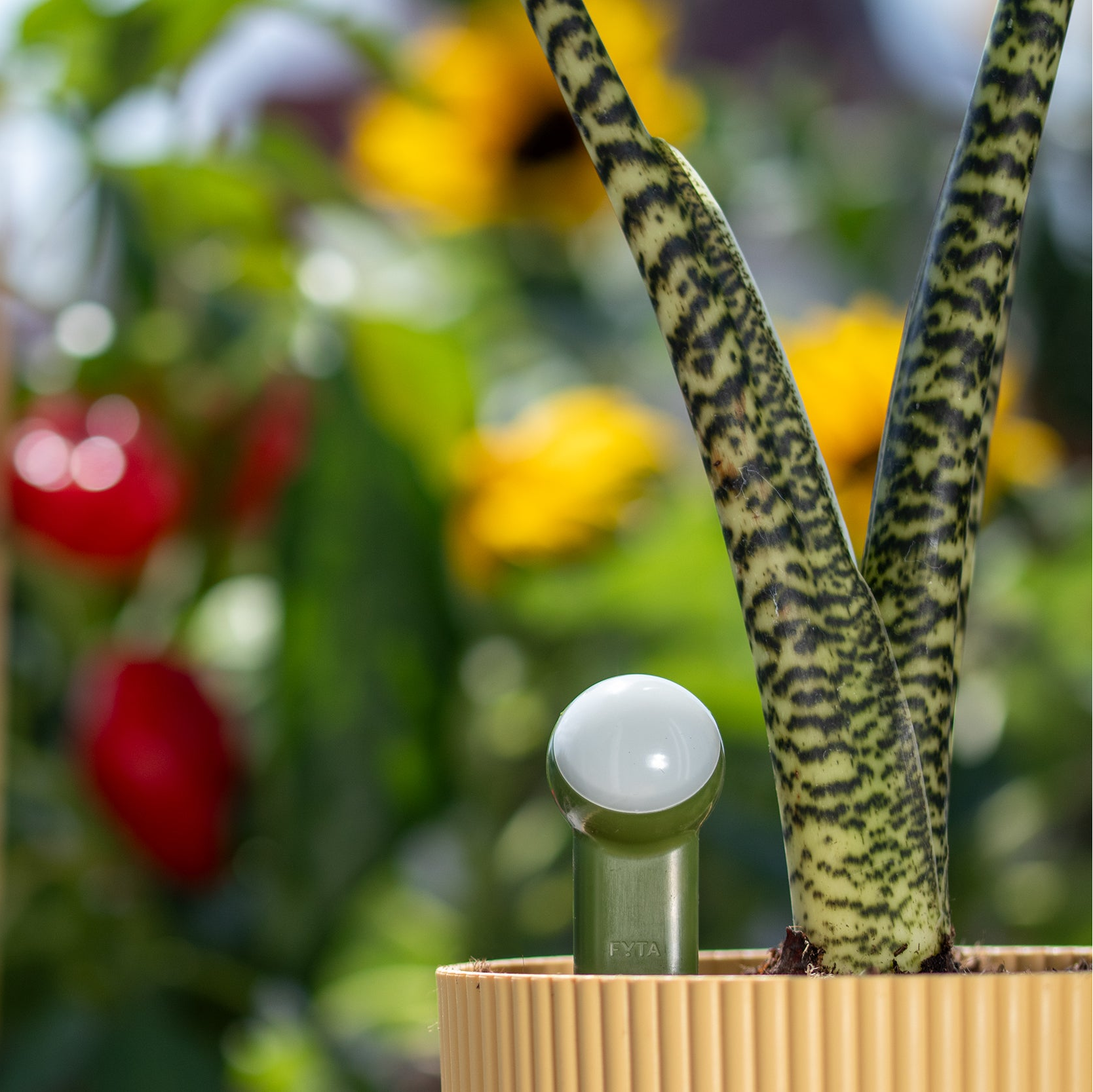 FYTA 3x Beam G2 (selectable probe length)