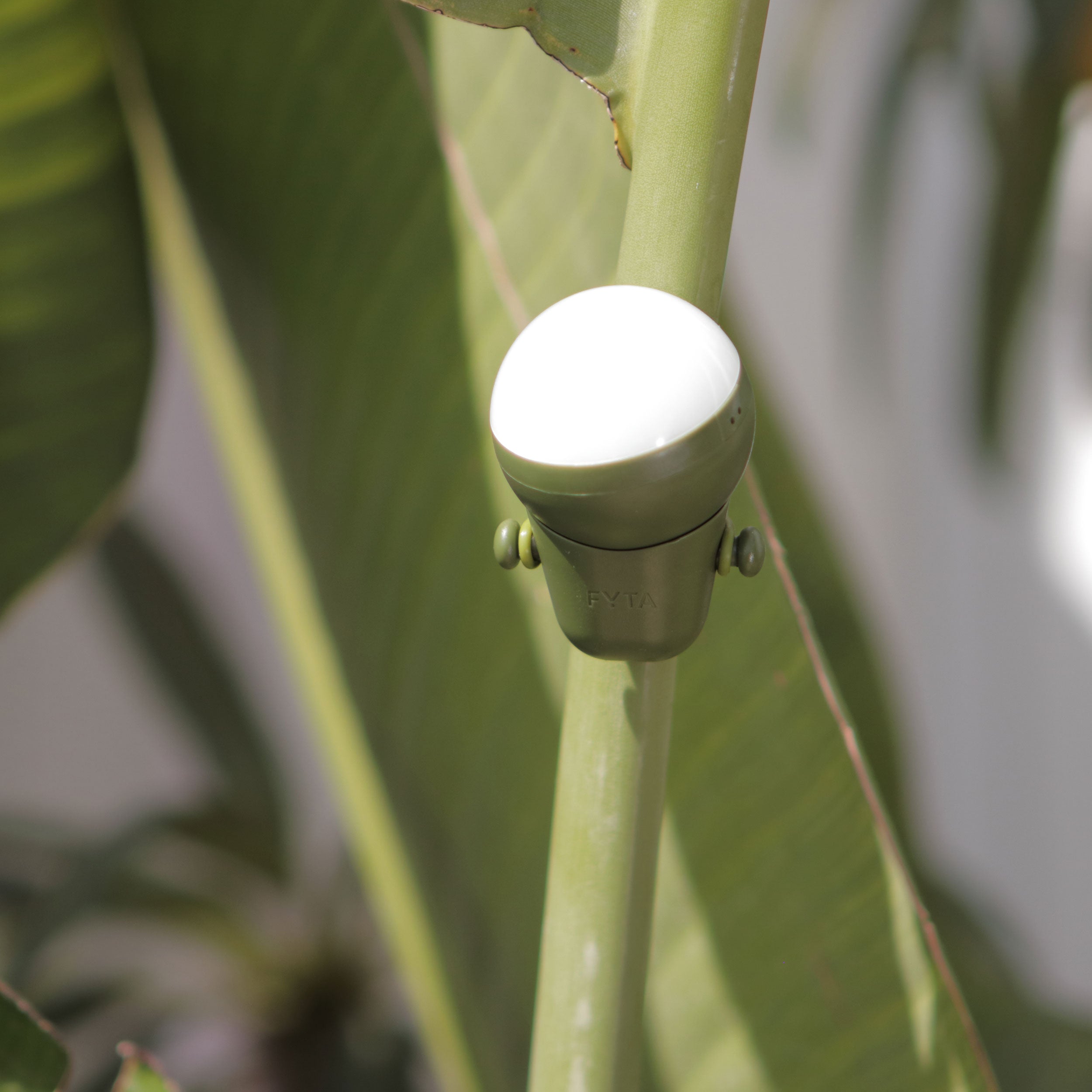 FYTA Sphere am Blatt